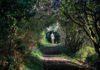 The garden of delights…